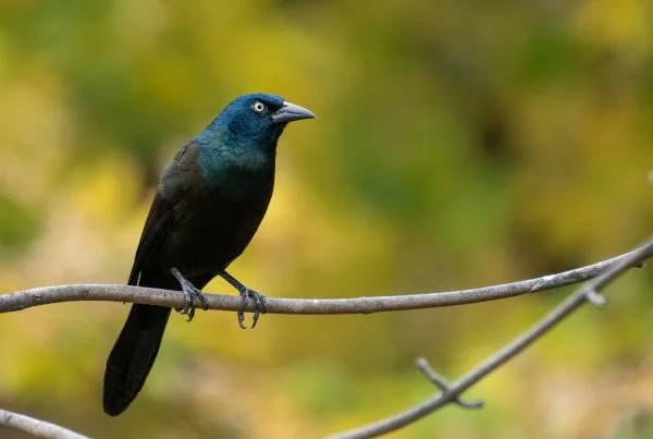 New to florida blackbirds with long beaks 9 New to Florida Blackbirds